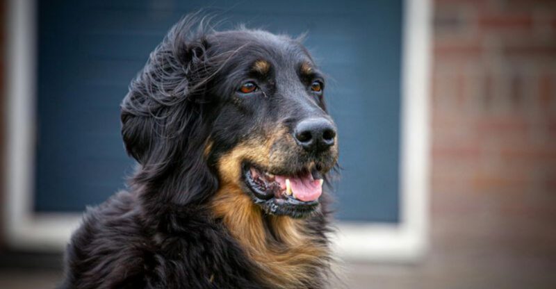 13 breeds that cant resist following you everywhere