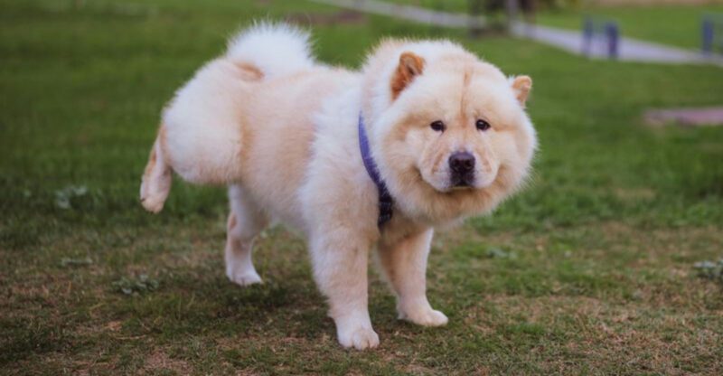 13 breeds that do better with calm handling than constant hype