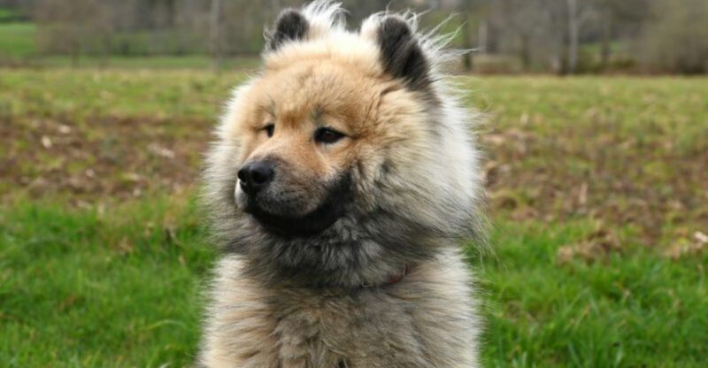 13 breeds that get oddly dramatic when you move furniture