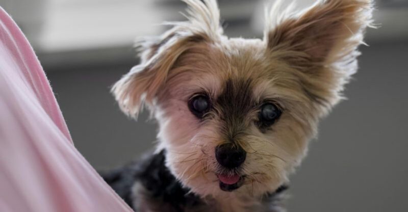 13 cuddle dogs that think your lap is their property