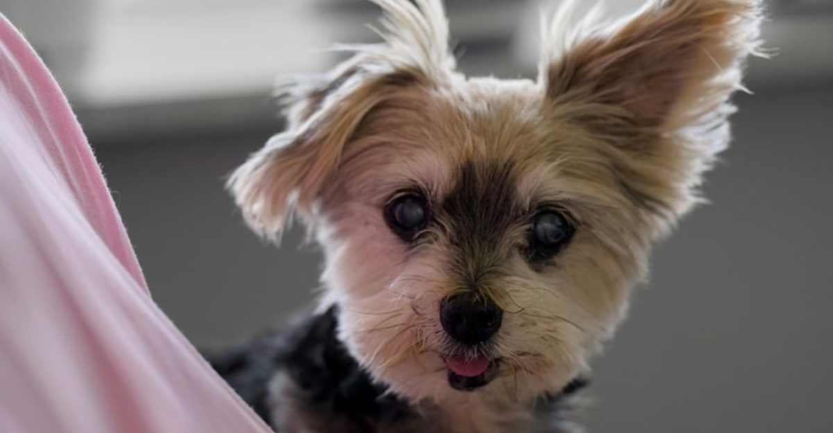 13 cuddle dogs that think your lap is their property