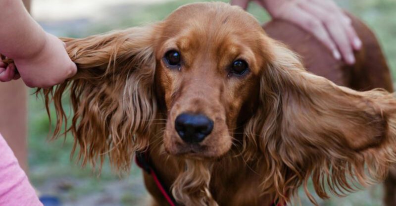 13 dog breeds that take separation harder than most owners expect