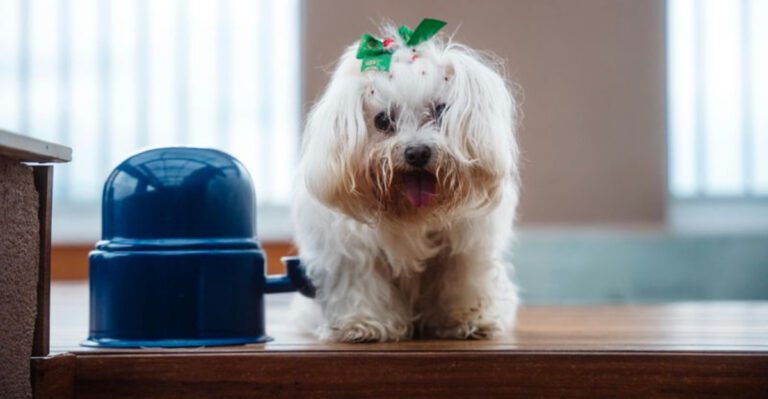 13 dogs that act like rain is a personal attack dog news