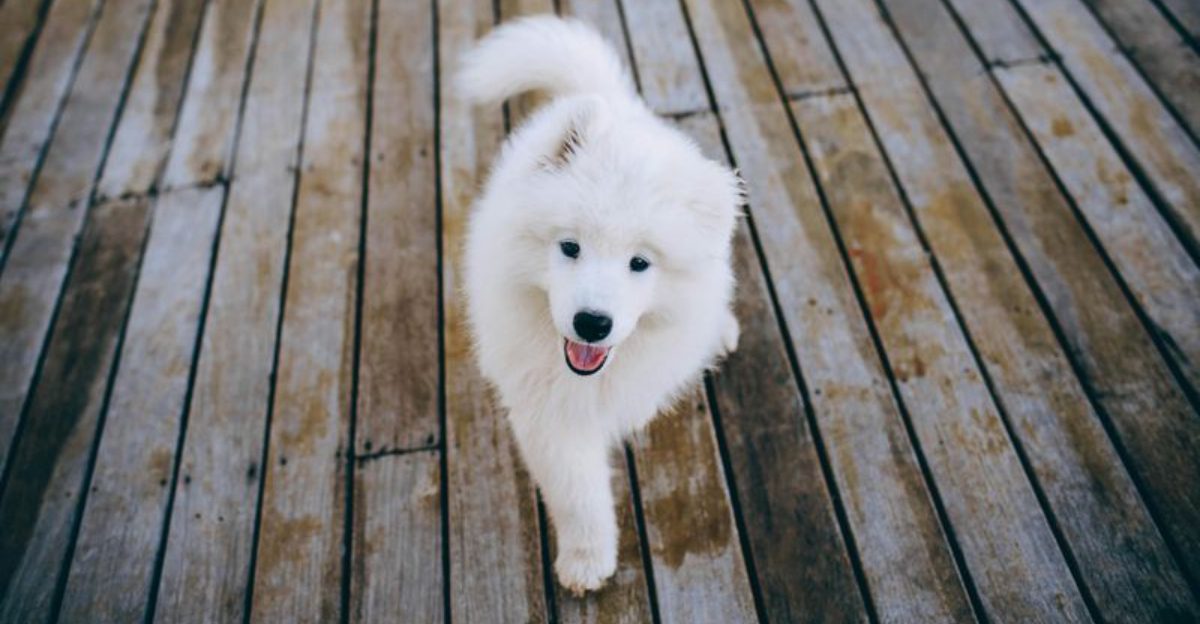 13 dogs that clock your mood before you say a word
