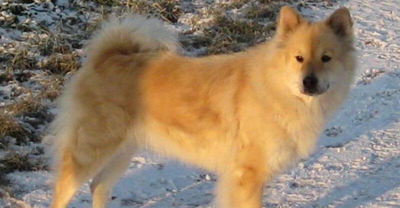 13 dogs that dont love crowds but still make great companions