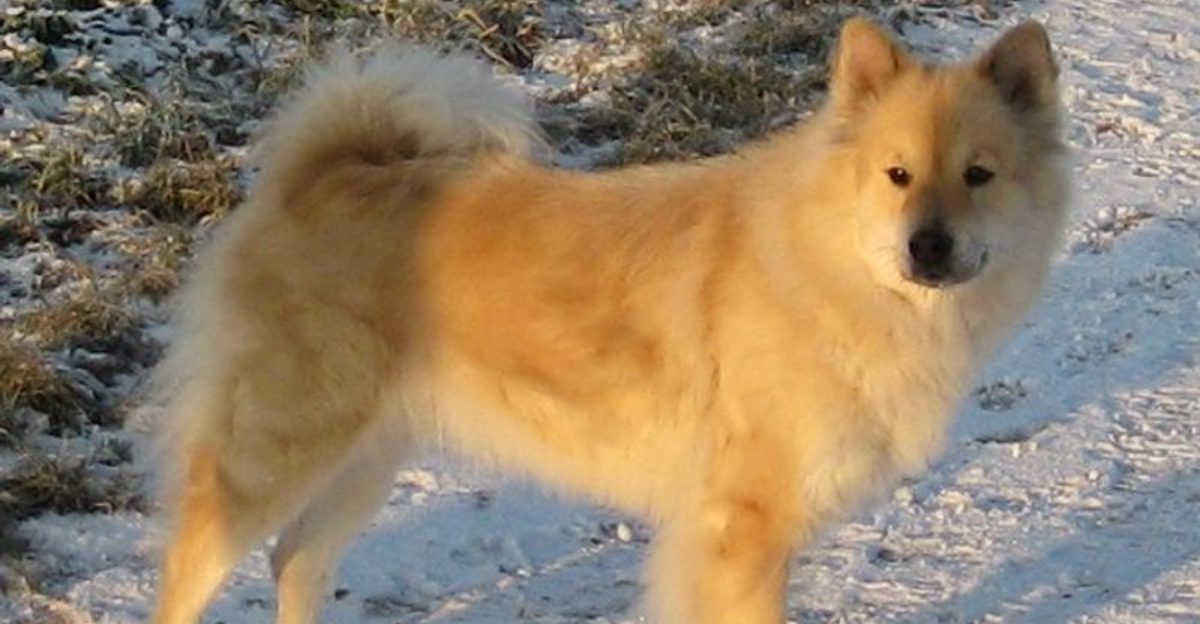 13 dogs that dont love crowds but still make great companions