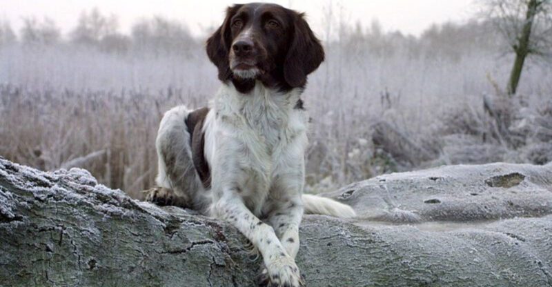 13 dogs that treat training as a debate not a request