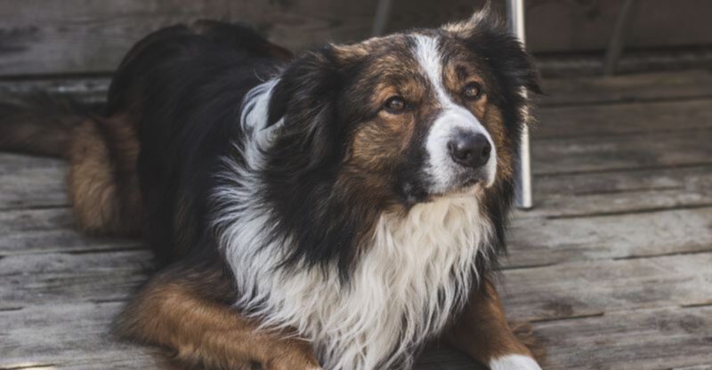 13 dogs that turn one missing walk into chaos