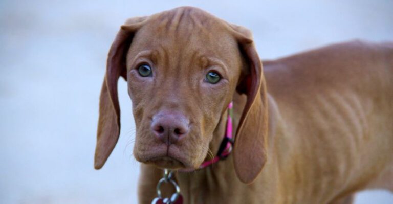 13 dogs that typically maintain strong eye contact with their owners dog news