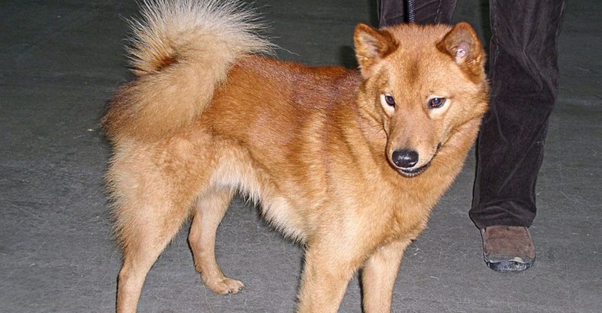 13 dogs that would rather watch the world than join the crowd