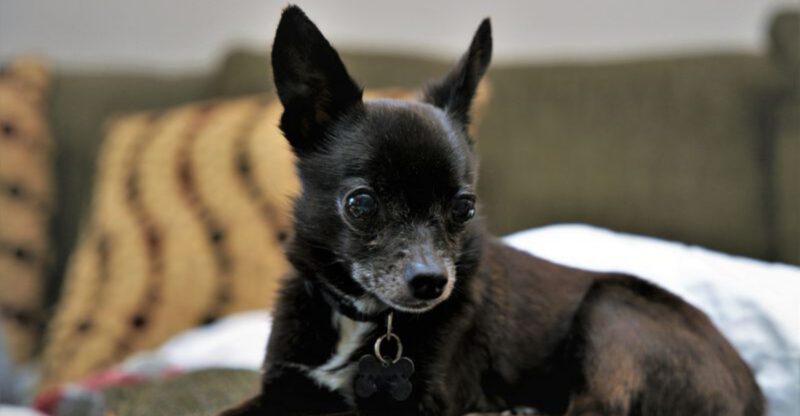 13 small home dogs that dont act like theyre missing out