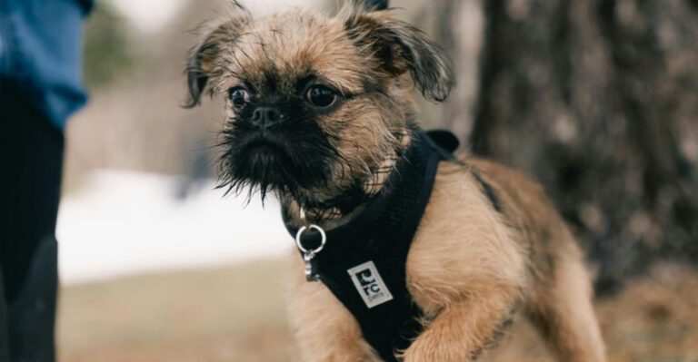 14 Breeds That Act Fine… Until You Pick Them Up Then Its Suddenly Dont Touch Me dog news