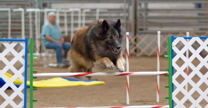 14 Breeds That Struggle When Given Too Much Freedom Too Early