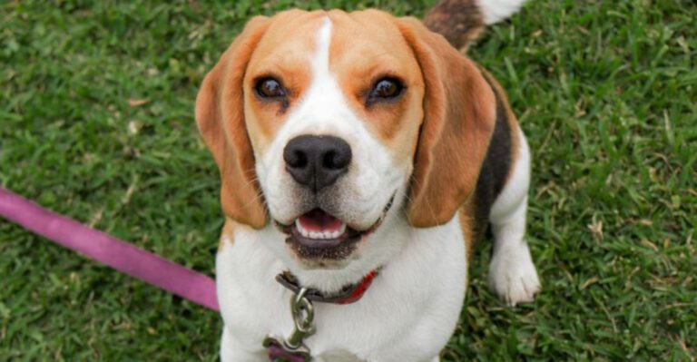 14 Dogs That Lose It Over Tiny Household Noises And Owners Dont See It Coming dog news