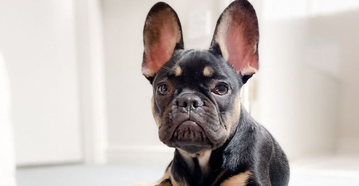 14 breeds owners end up monitoring like a science project