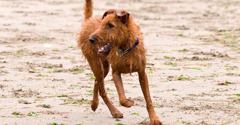 14 breeds that act innocent until you open the trash can