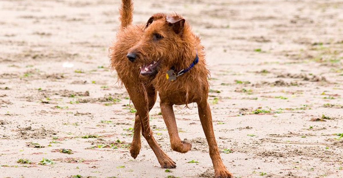 14 breeds that act innocent until you open the trash can