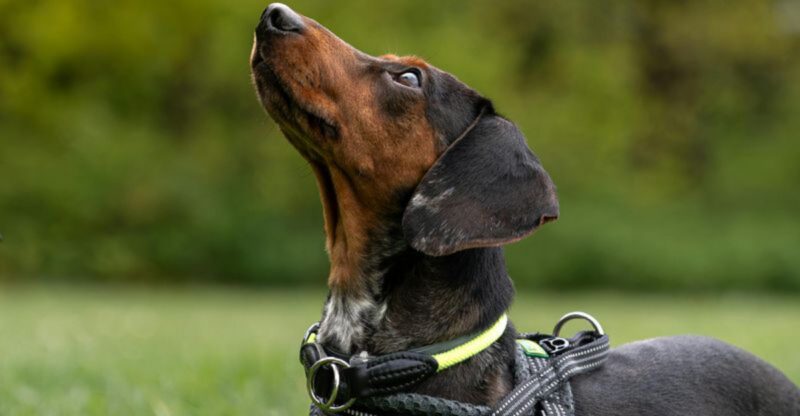14 breeds that need vet manners training more than people admit