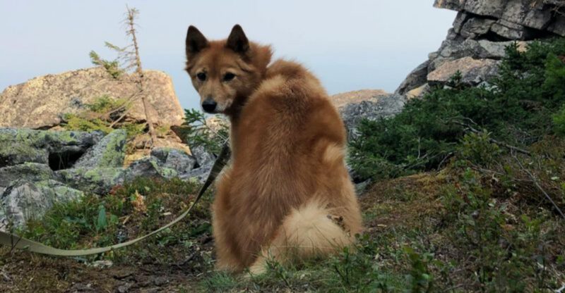 14 breeds that talk back like they have opinions