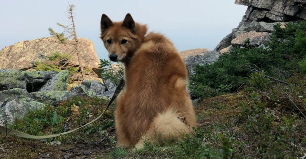 14 breeds that talk back like they have opinions