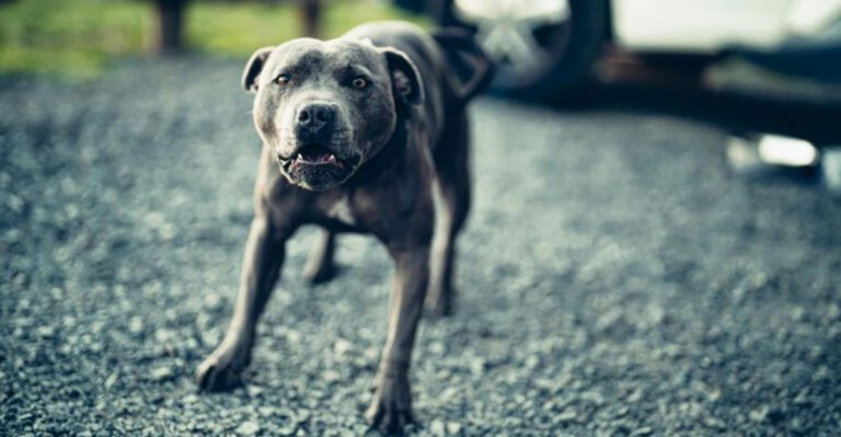 14 dog breeds that act tough around strangers but melt around family dog news