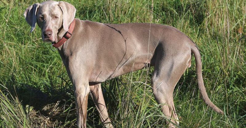 14 dog breeds that bond hardest after adoption