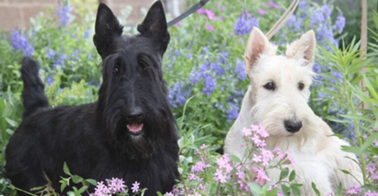14 dog breeds that handle being alone better than most people expect dog news