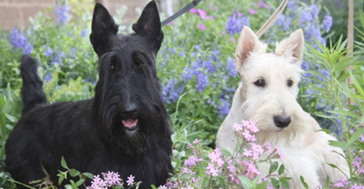 14 dog breeds that handle being alone better than most people