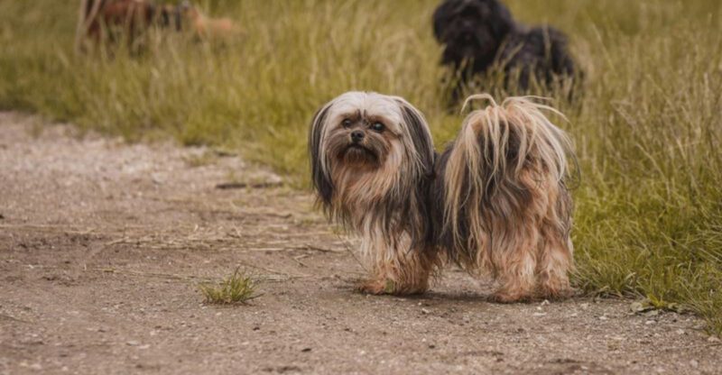 14 dog breeds that seem independent but panic when you leave