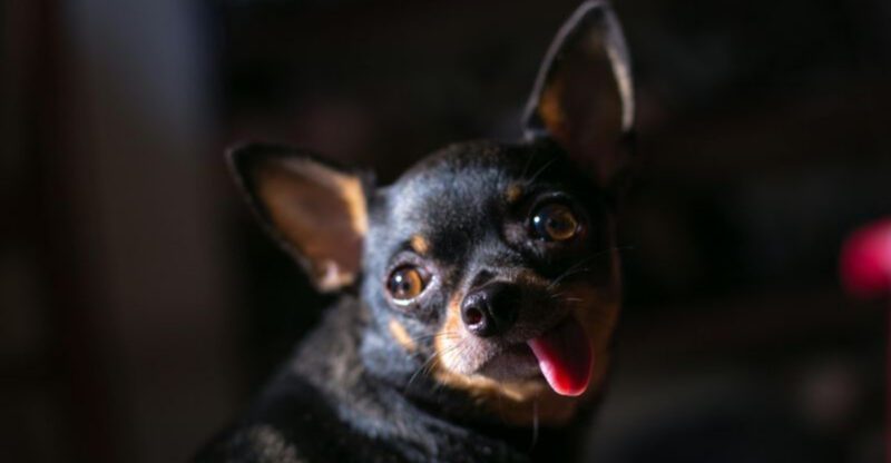 14 dog breeds that startle easily and need a peaceful predictable home