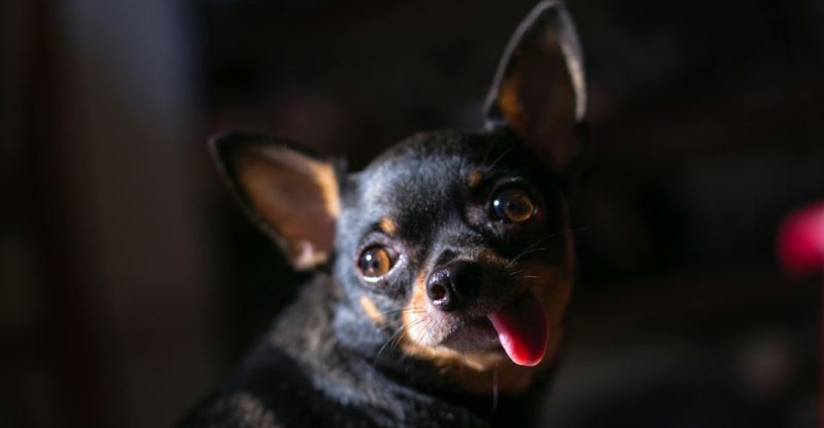 14 dog breeds that startle easily and need a peaceful predictable home