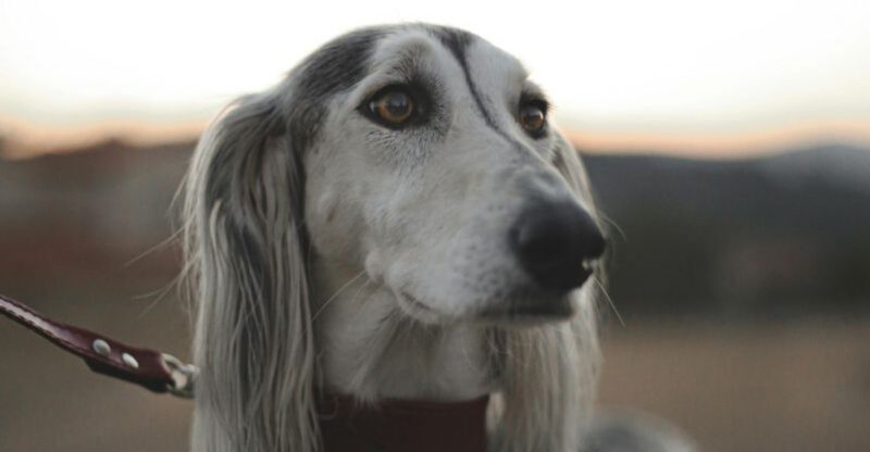 14 dog breeds that stay quiet most of the time but watch everything