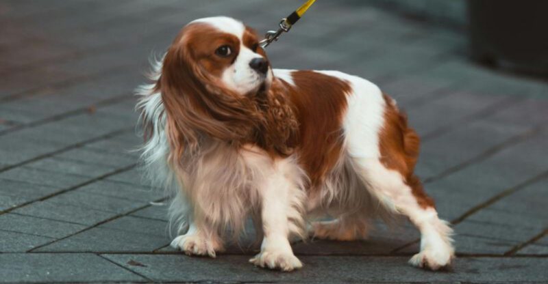 14 dog breeds that struggle when their favorite human changes