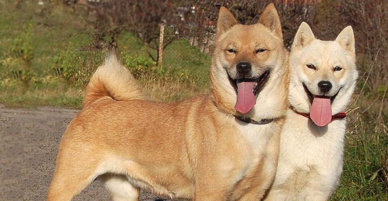 14 dogs that act like strangers are not part of the plan dog news