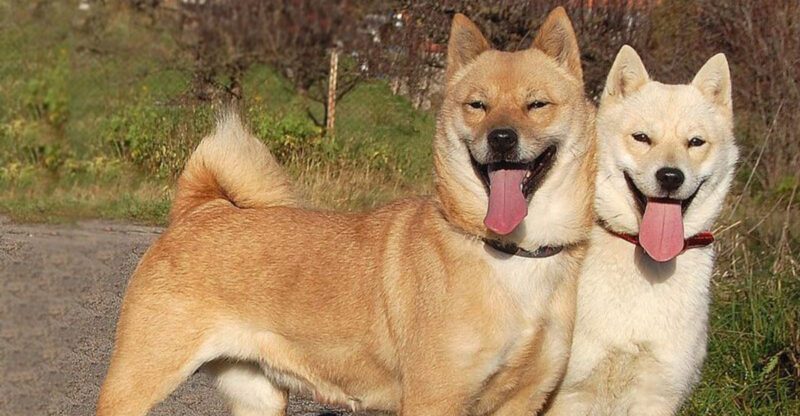 14 dogs that act like strangers are not part of the plan