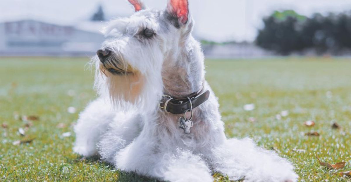 14 dogs that learn rules fast and remember them