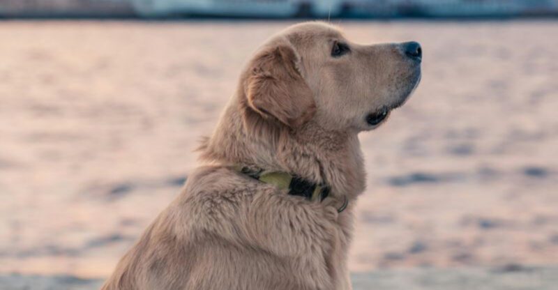 14 dogs that love a job even if you didnt plan on giving one