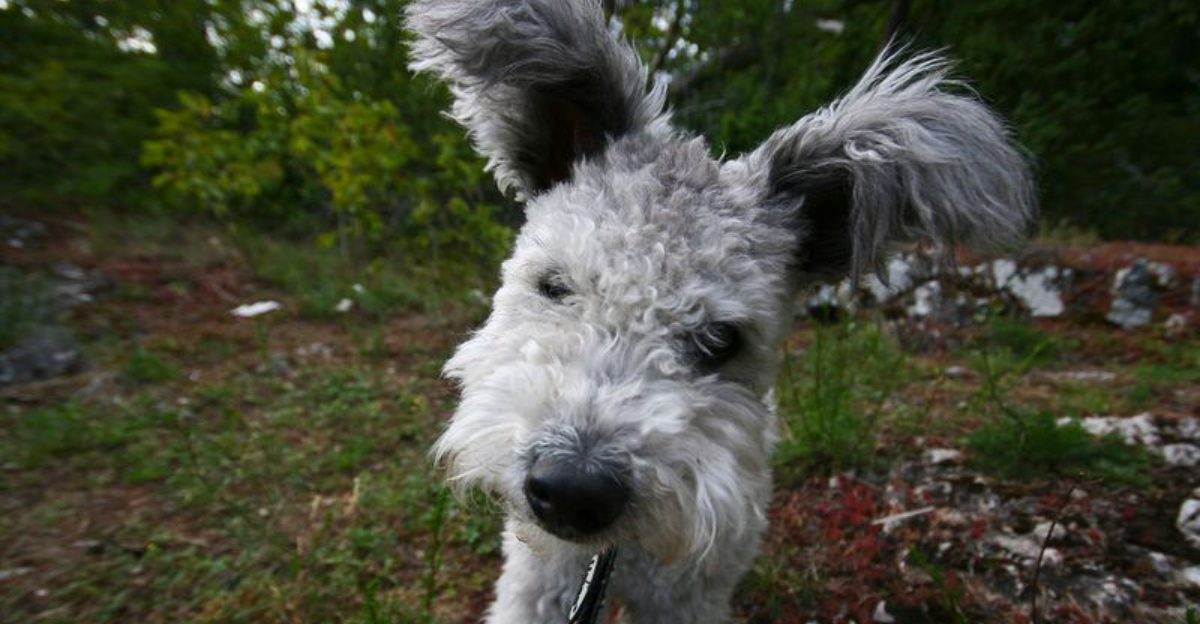 14 dogs that turn meal prep into a full time spectator sport