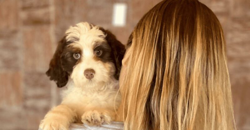 14 signs your dog trusts you more than anyone else