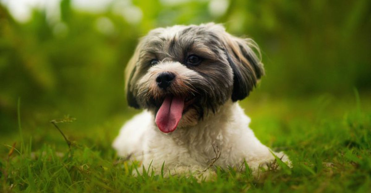 15 Breeds That Turn Car Rides Into A Full Stress Event Even When Its 5 Minutes