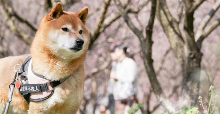 15 Popular Dogs That Dont Bark Much According to AKC Records dog news