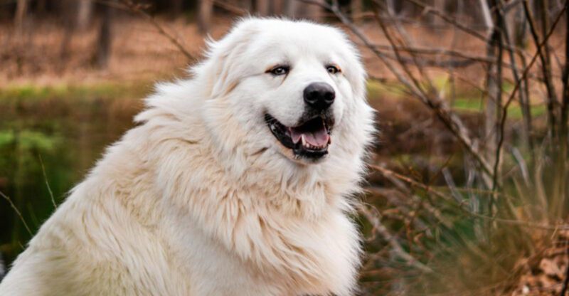 15 breeds that act chill but are secretly running security