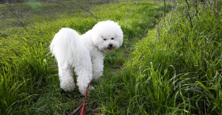 15 breeds that act like a new baby changed the whole universe dog news