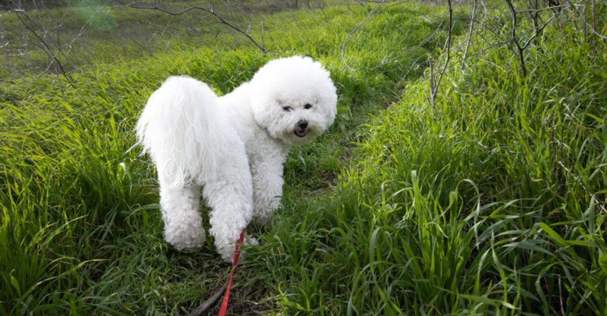 15 breeds that act like a new baby changed the whole universe