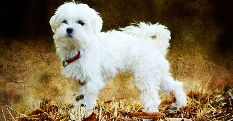 15 breeds that act like the bathtub is lava