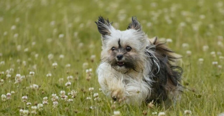 15 breeds that cant handle a closed door without running a protest dog news