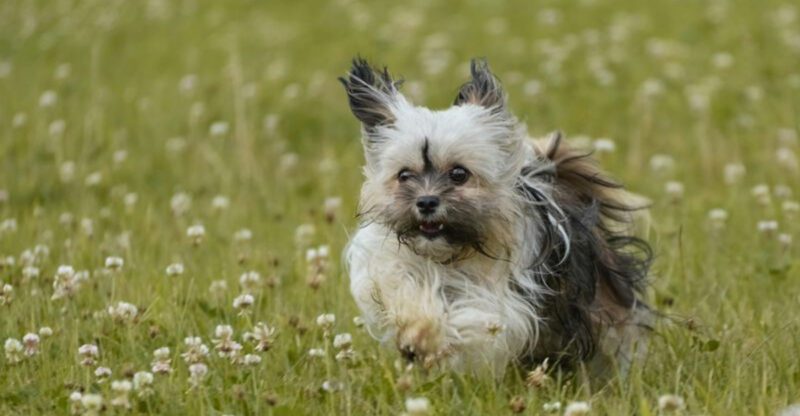 15 breeds that cant handle a closed door without running a protest