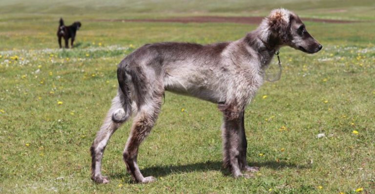 15 breeds that look calm but are silently planning an escape dog news