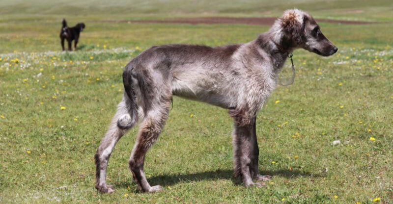 15 breeds that look calm but are silently planning an escape
