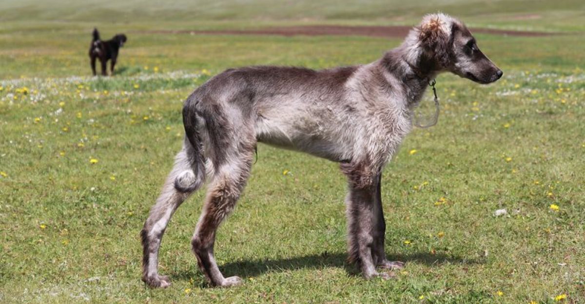 15 breeds that look calm but are silently planning an escape